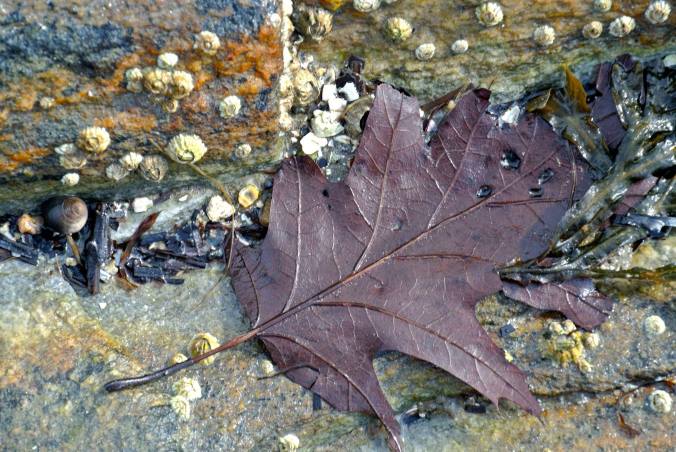 10454998_10202567137258832_5314200051674906853_o