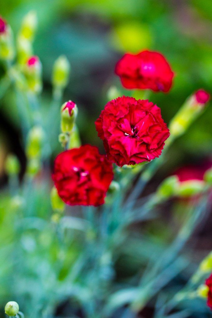 Red carnations