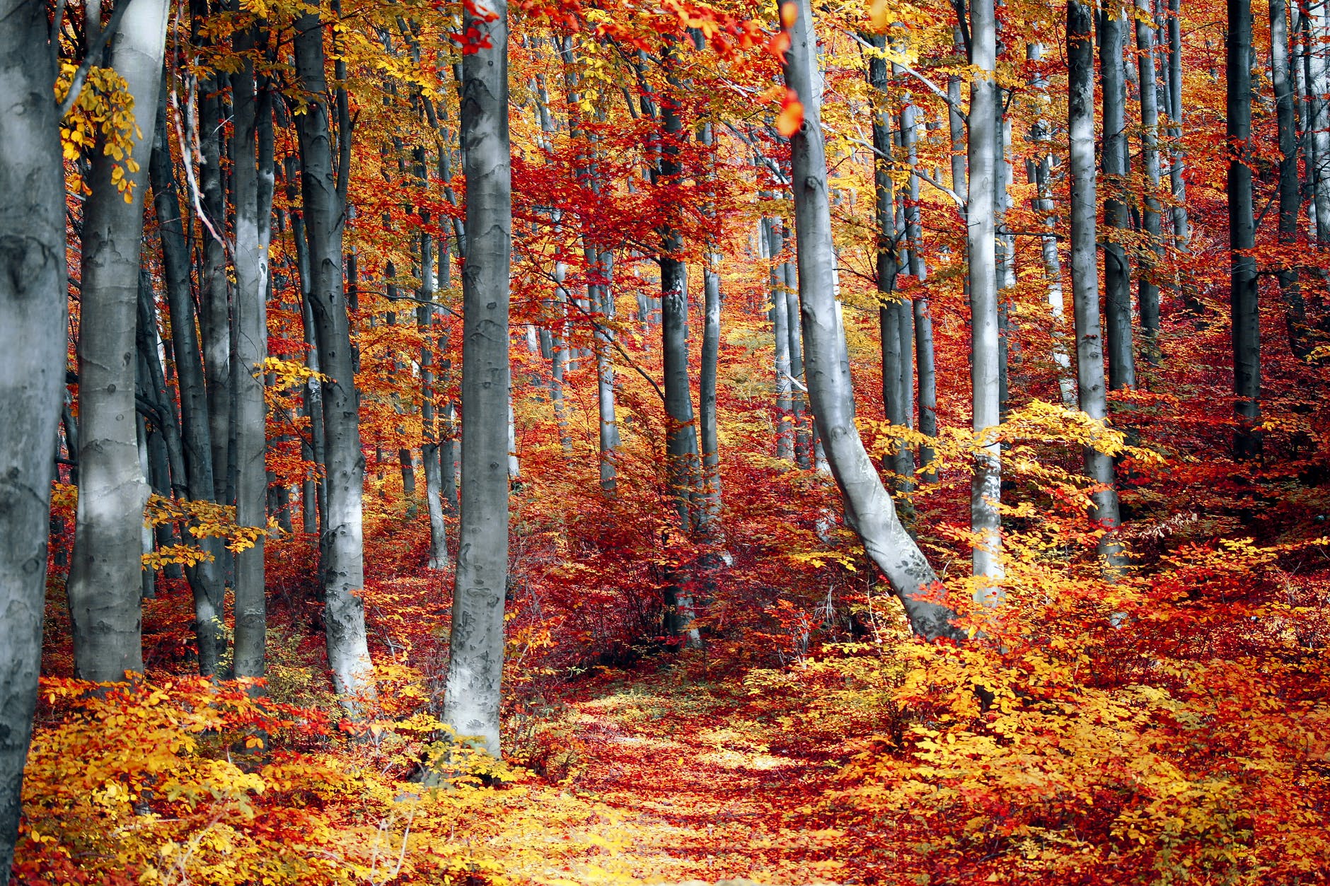 art autumn autumn leaves beautiful