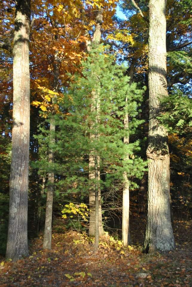 FB_IMG_1542132574638