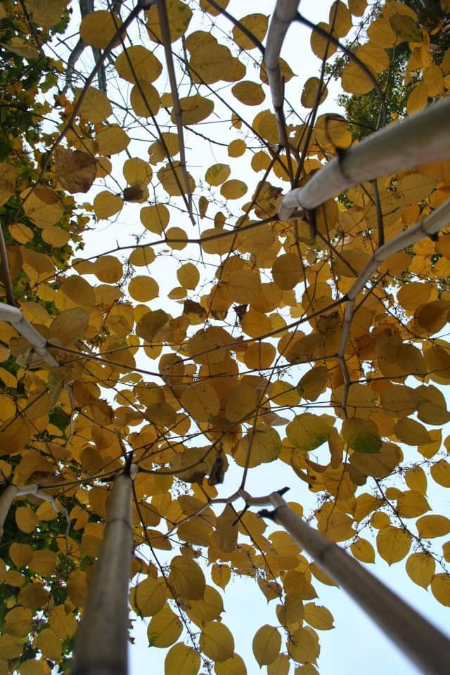 FB_IMG_1542132600943