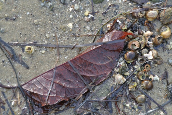 townlanding12.15.18.jpg-19