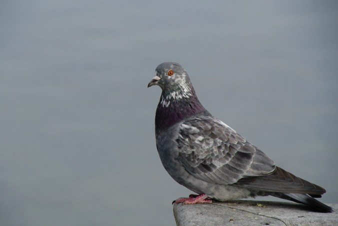 townlanding12.15.18.jpg-76