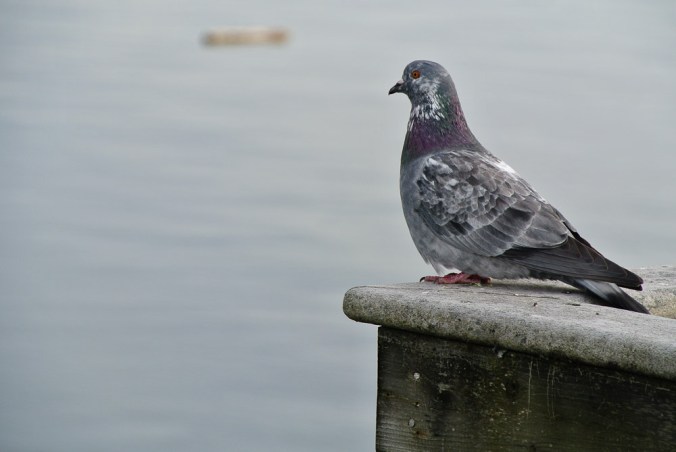 townlanding12.15.18.jpg-77