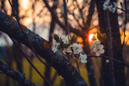 selective focus photography of white cherry blossoms at sunset