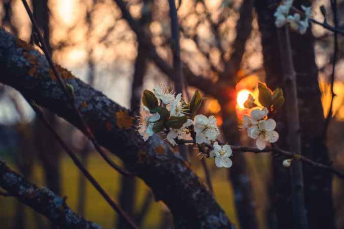selective focus photography of white cherry blossoms at sunset