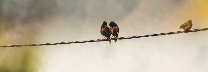 several birds perching on cable