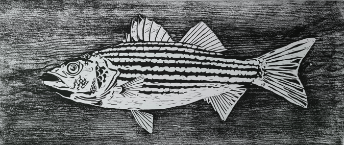 striped bass